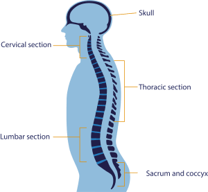 Anatomy Of The Brain And Spine 